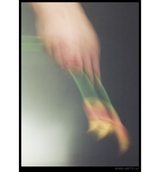 PHOTO PRINT LONG SLEEVE T-SHIRT(受注予約受付終了)